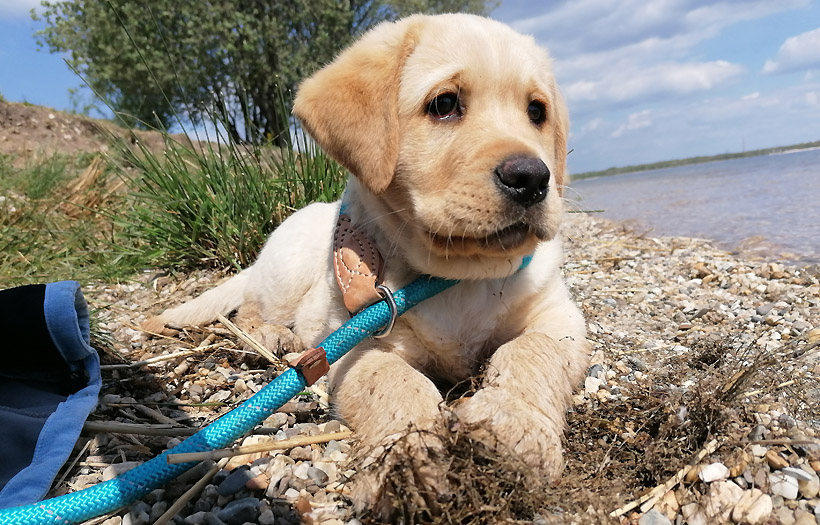Als Labrador Retriever liebt Fenn das Wasser, vor allem, wenn es rund um die Seen des Leipziger Umlandes geht. Foto: Sandra Fleischer / DPFA